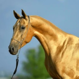 Akhal-Teke Horse 60"x80" FPP Quilt Pattern