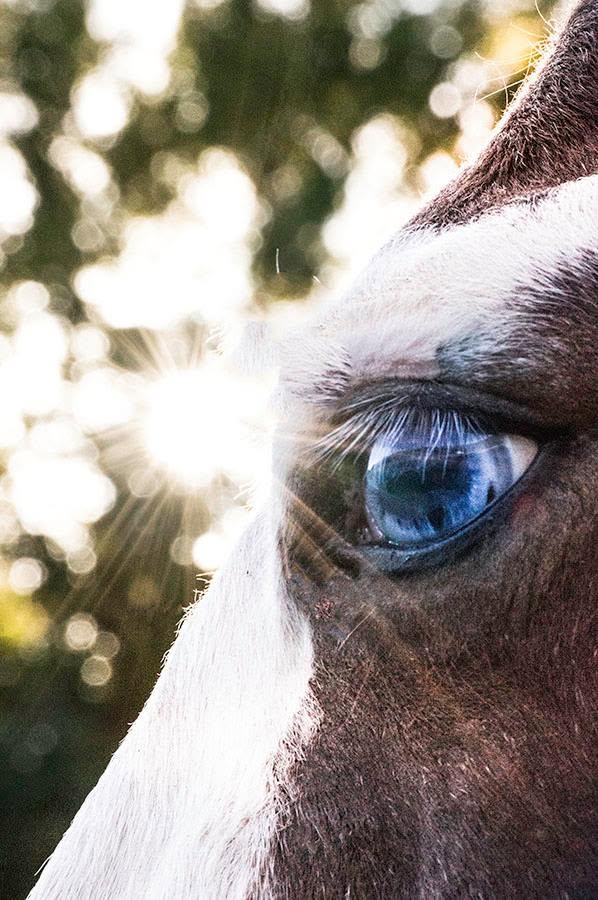 Blue Eyed Paint Horse, 60"x80" FPP Quilt Pattern