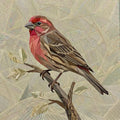 House Finch 14" FPP Quilt Block Pattern