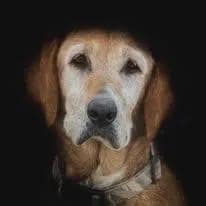 Ol Yeller Dog 72”x90” FPP Quilt Pattern
