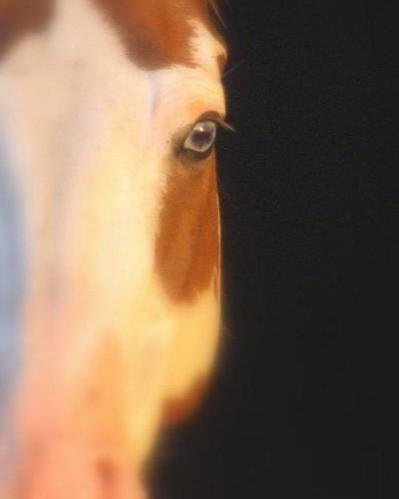 Paint Horse FPP Quilt Pattern 72" x 86"