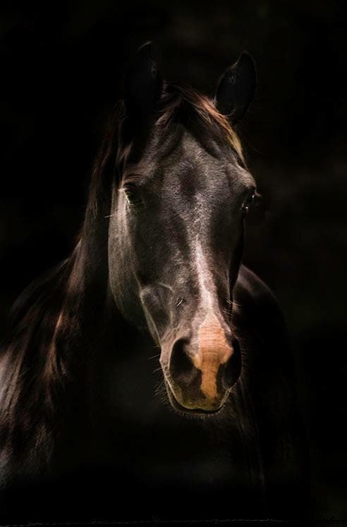 The Dark Horse 2, 72" x 99" FPP Quilt Pattern