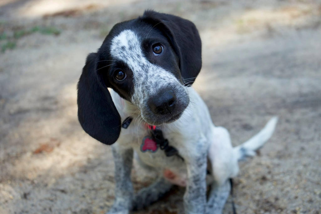 Maggie the Curious Pup FPP Quit Pattern 65"x83"