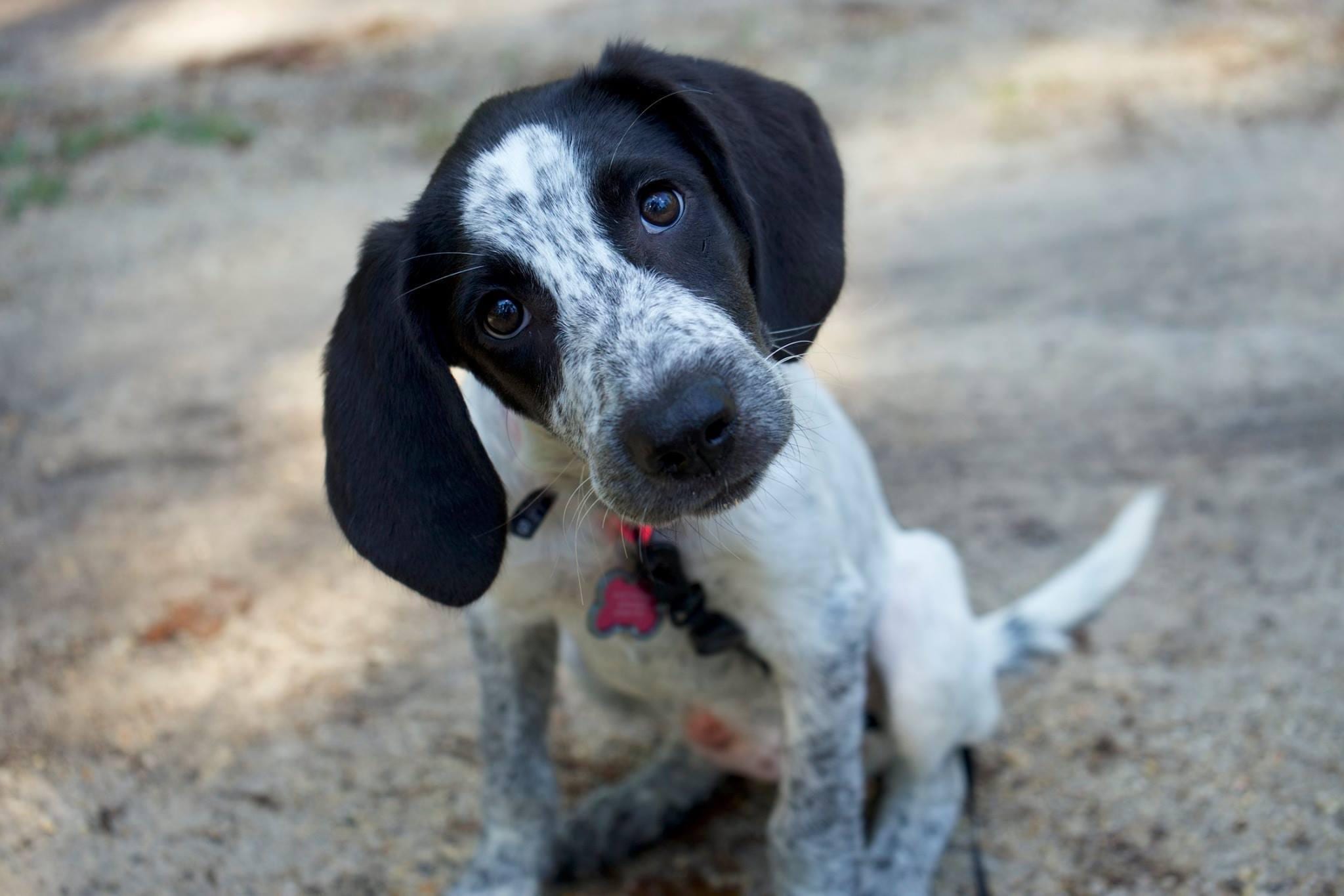 Maggie the Curious Pup FPP Quit Pattern 65"x83"