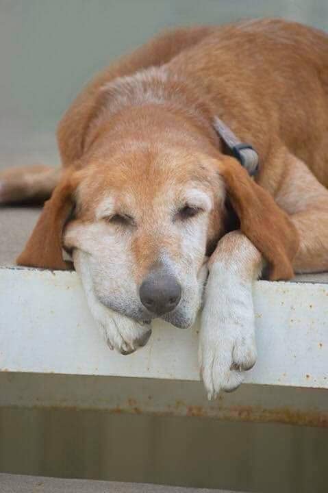 Ol Yeller Dog 2, 66" x 80" FPP Quilt Pattern
