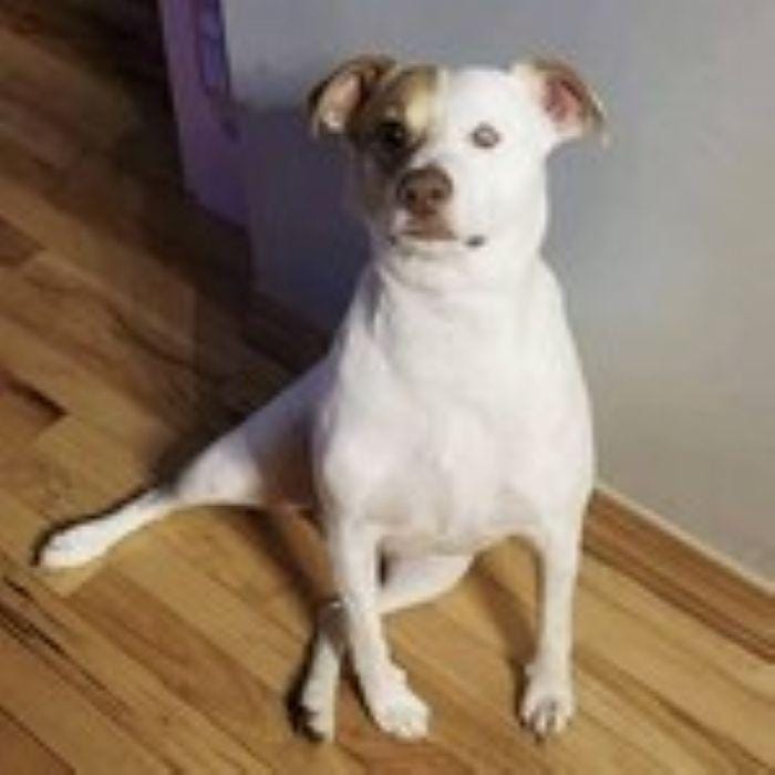 Ammo the Pibble-60"x75" FPP Quilt Pattern
