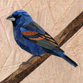 Blue Grosbeak, 14" FPP Quilt Block Pattern