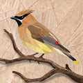 Cedar Waxwing 14" FPP Quilt Block Pattern